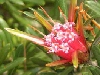 Lambertia formosa