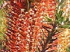 Banksia ericifolia