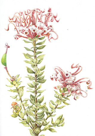 Grevillia buxifolia