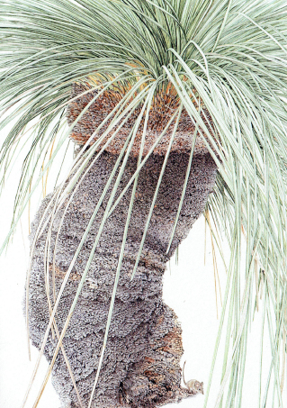 Xanthorrhoea with Antechinus
