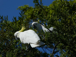 Cockatoos feeding on Monotoca elliptica berries