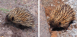 Echidnas spied opposite St Barbaras Ave. Photos: Peter Macinnis