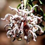 Grevillea buxifolia, grey spider flower