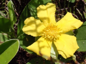 Boronia ledifolia