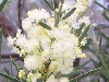 Acacia suaveolens