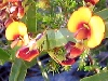 Bossiaea scolopendria