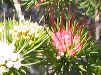 Darwinia fascicularis