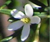 Ricinocarpos pinifolius