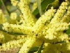 Acacia longifolia