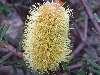 Banksia marginata