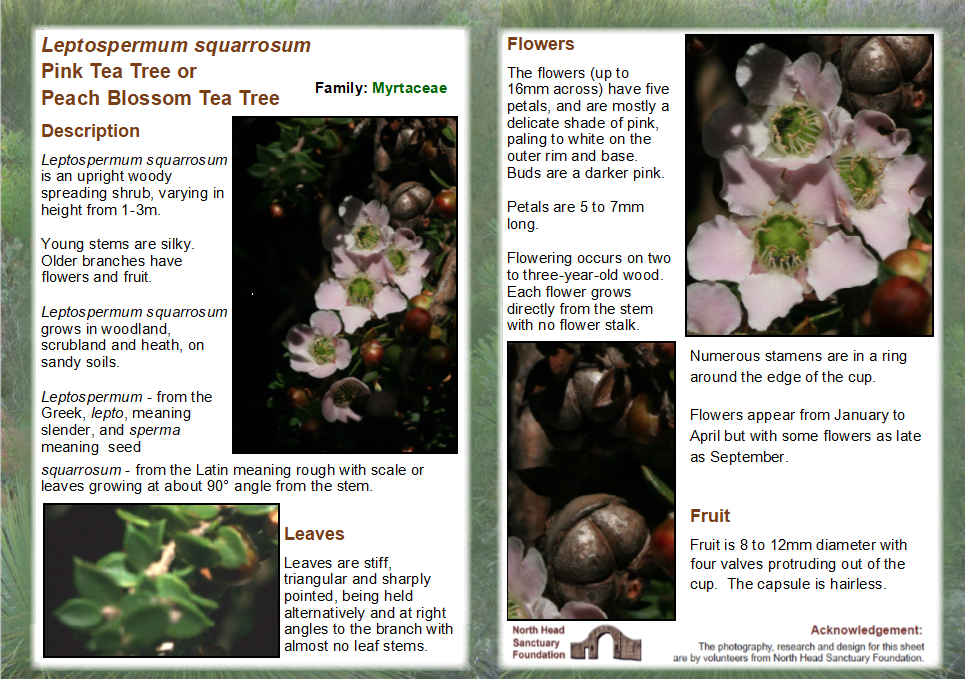 Leptospermum squarrosum 